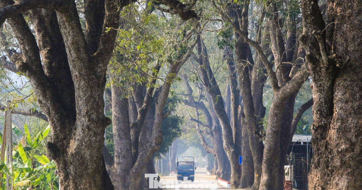 Tận thấy hàng cây di sản trăm năm tuổi ở xứ Thanh