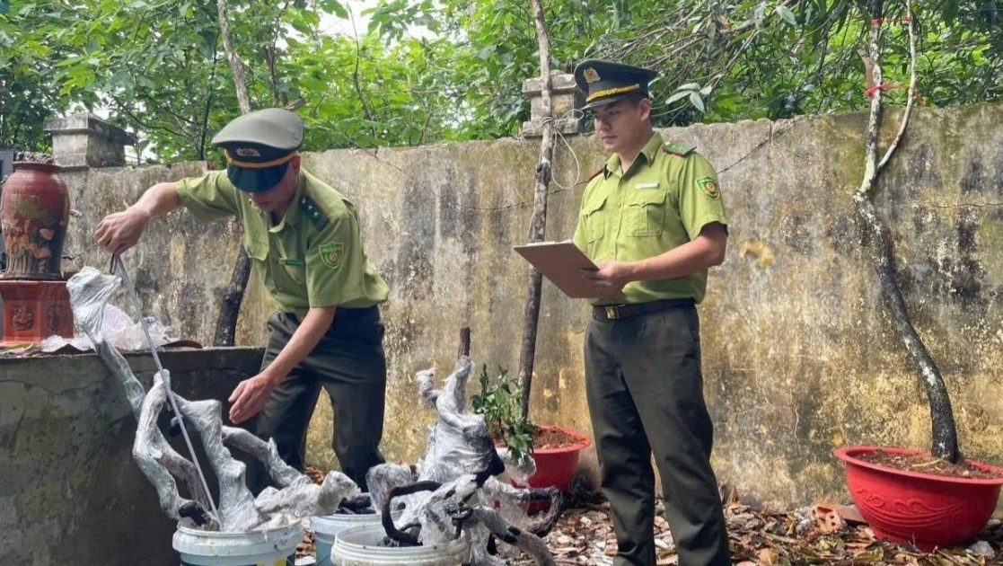 ‘Cơn sốt’ muội hồng: Không để hợp thức hóa nguồn gốc cây rừng tự nhiên