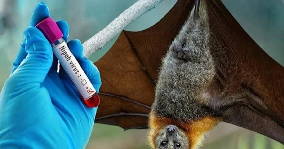 Bộ Y tế cảnh báo về vi rút Nipah: Không ăn trái cây có dấu hiệu bị dơi hoặc chim cắn