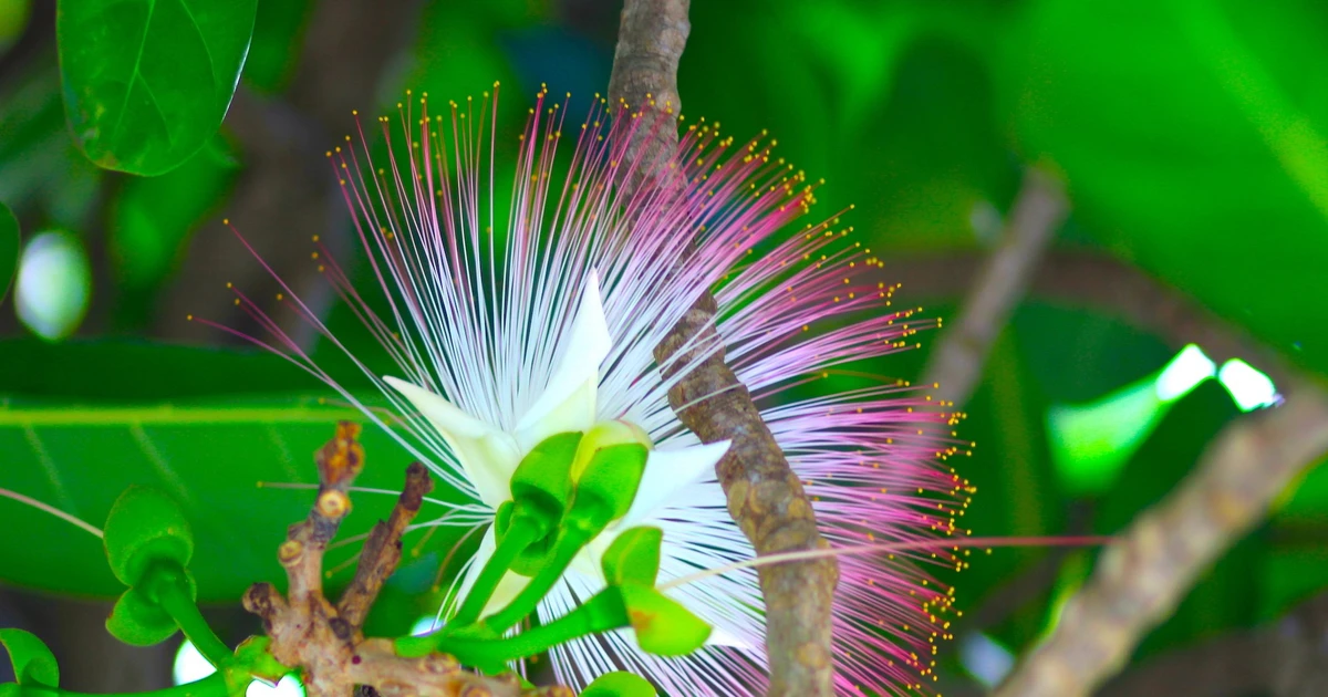 Mùa hoa bàng vuông tuyệt đẹp nơi đảo xa