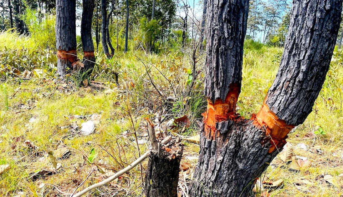 Giao công an điều tra vụ cả cánh rừng bị chặt quanh gốc, chết dần