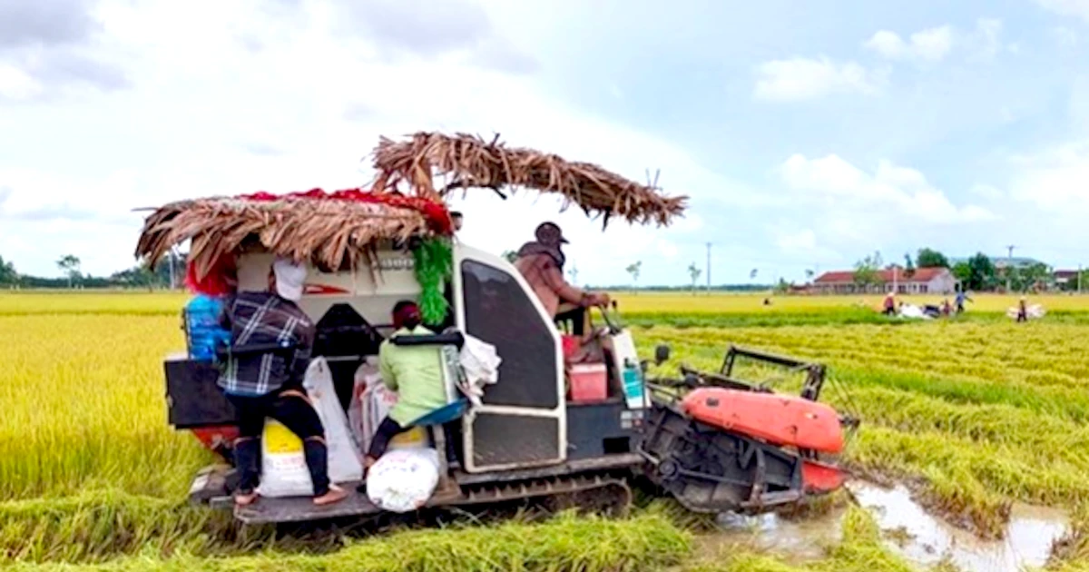 Xuất hiện tình trạng 'bảo kê' máy gặt lúa ở Gia Lai