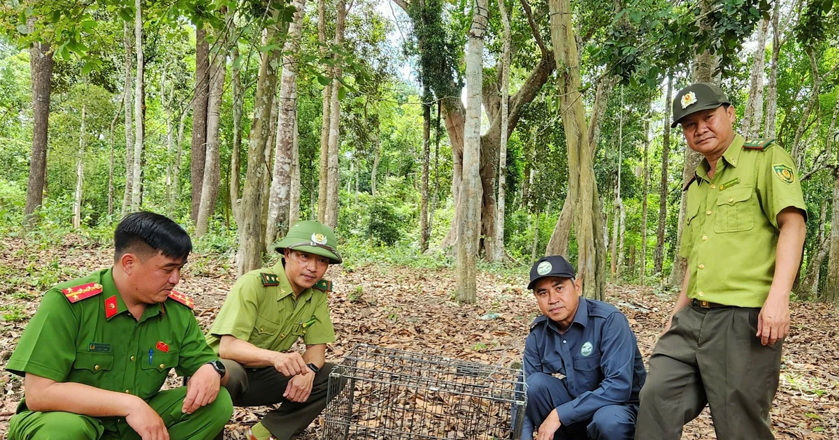 Thả 15 loài động vật nguy cấp, quý hiếm về tự nhiên