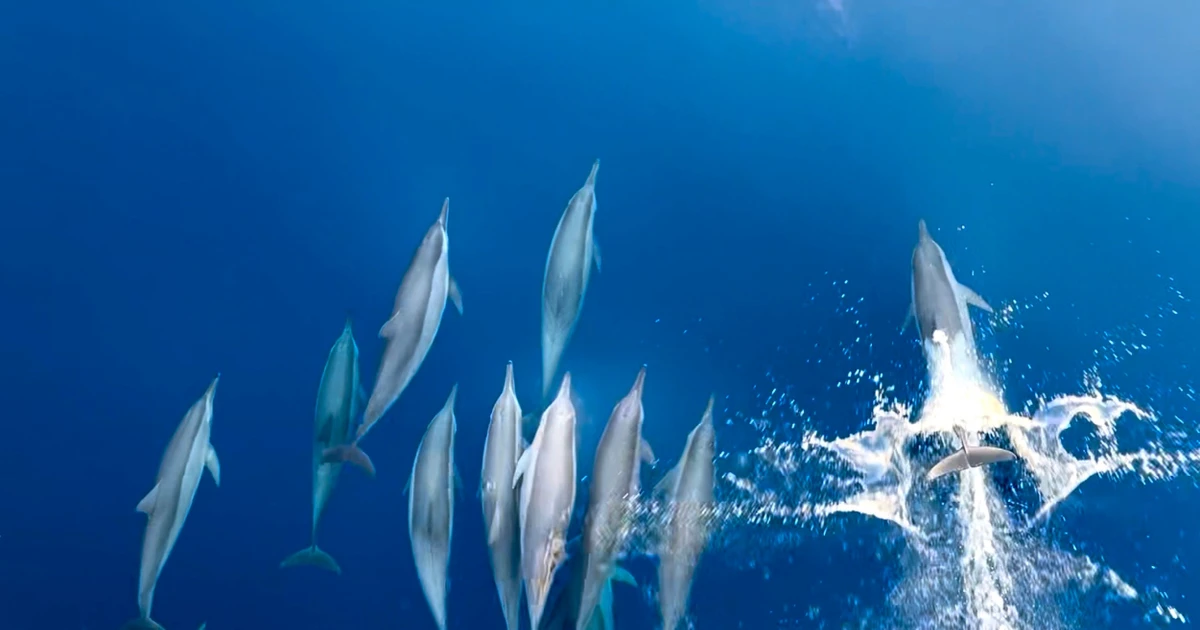 Đã mắt xem đàn cá heo 'nhảy múa' trên biển