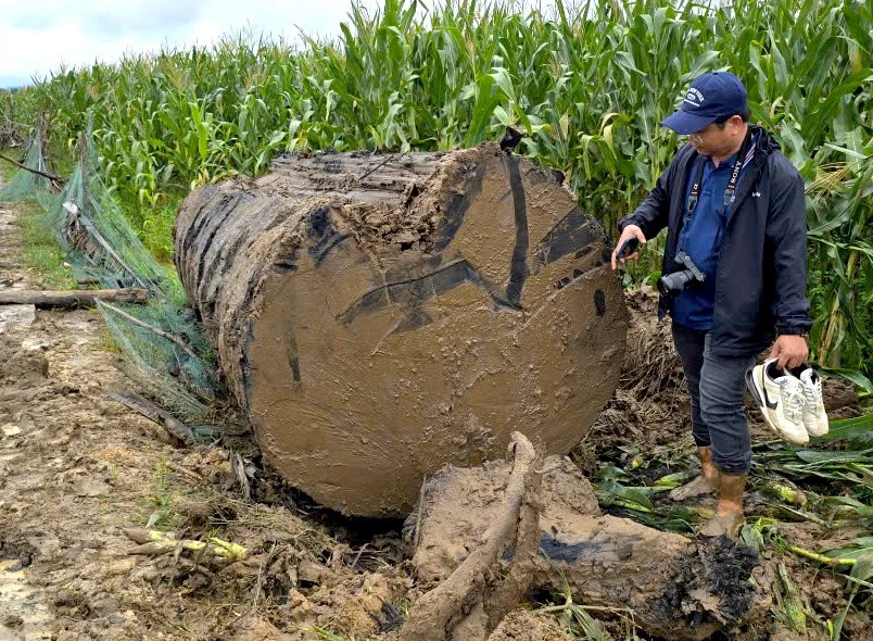 Tin mới vụ đào bờ sông Ayun để khai thác thân gỗ khủng
