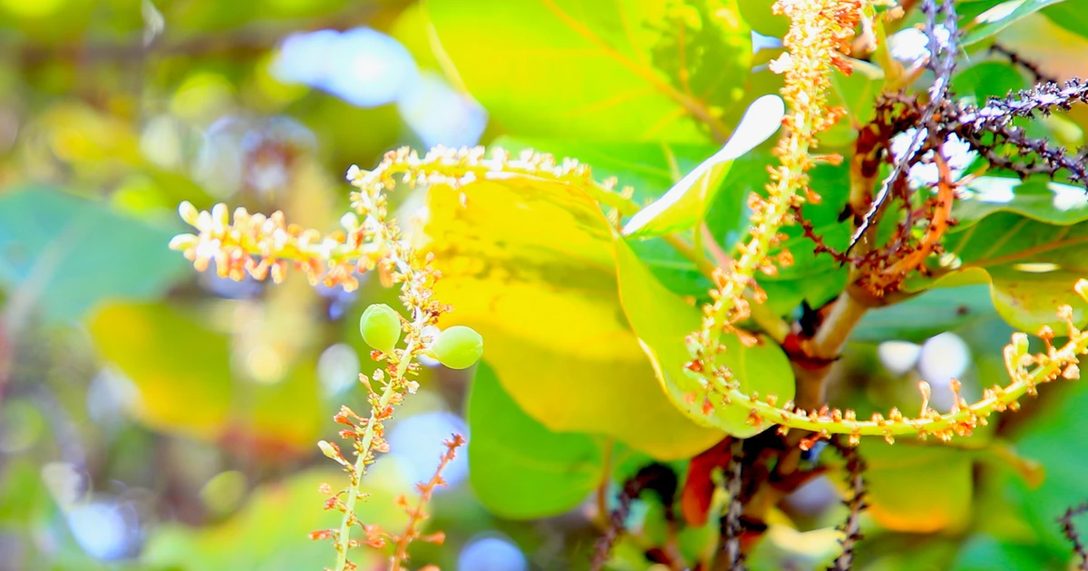 Tận thấy dư vị nho biển ở Trường Sa