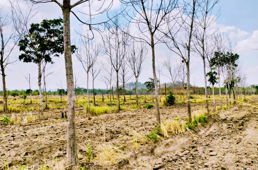 Gia Lai làm rõ việc 22.000ha cao su bị chết