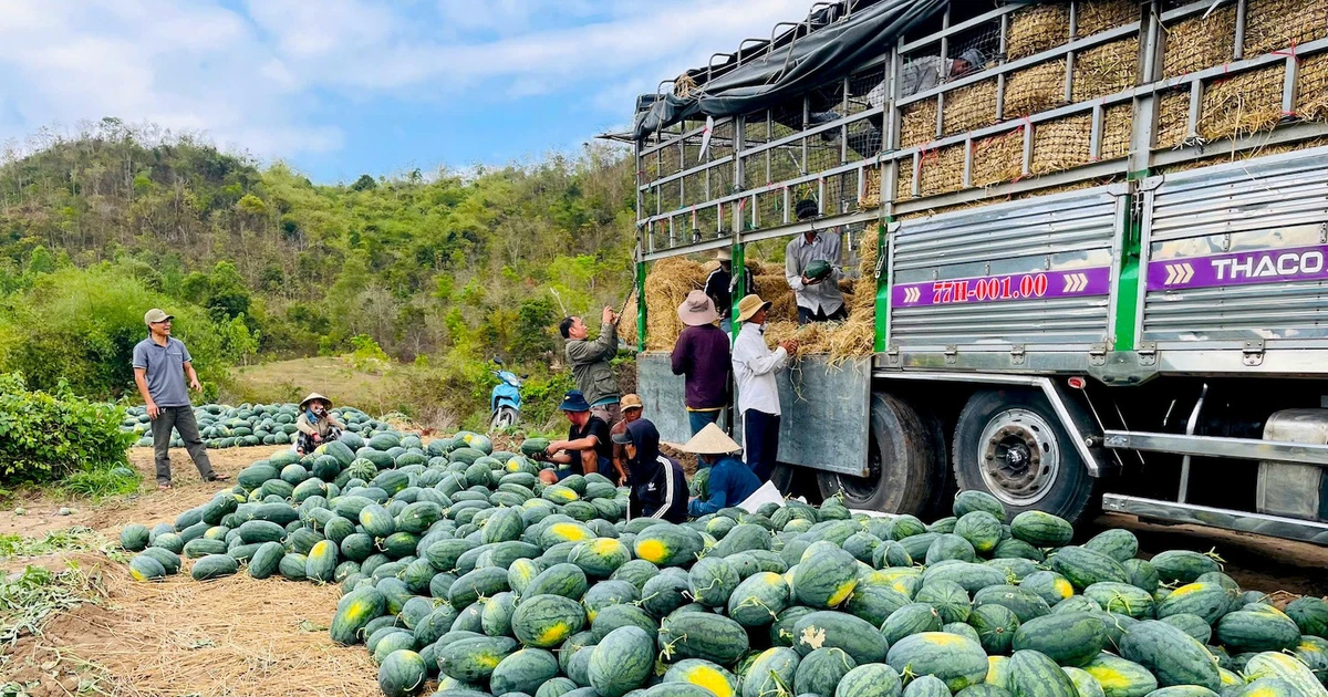 Dưa hấu rớt giá thê thảm, nông dân 'khóc đứng, khóc ngồi'