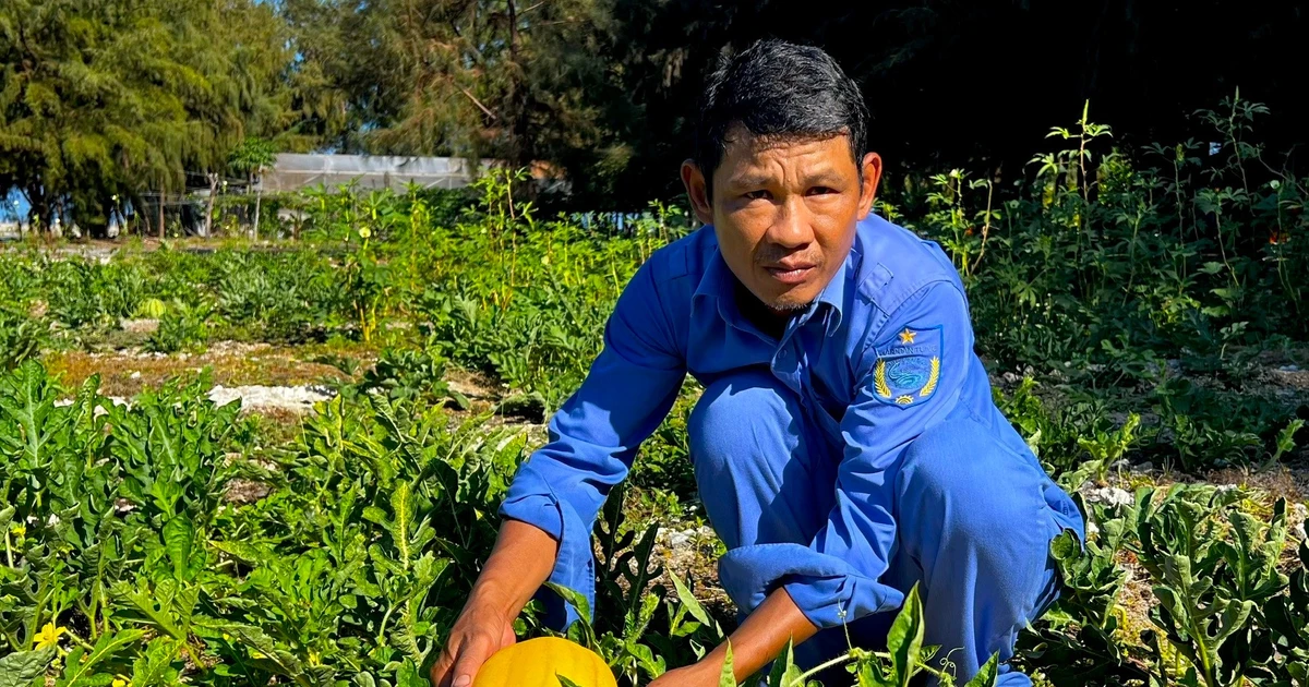 Dưa hấu vàng đơm hoa, kết quả trên đảo Đá Tây A