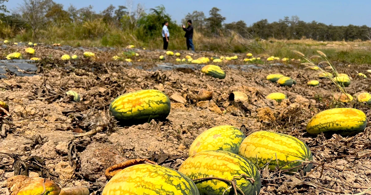 Ruộng dưa hấu hơn 200 tấn bị bỏ thối vì tranh chấp dân sự