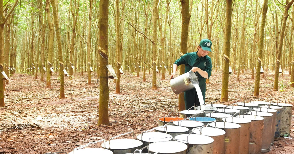 Cao su Bà Rịa chuyển mình mạnh mẽ để phát triển bền vững