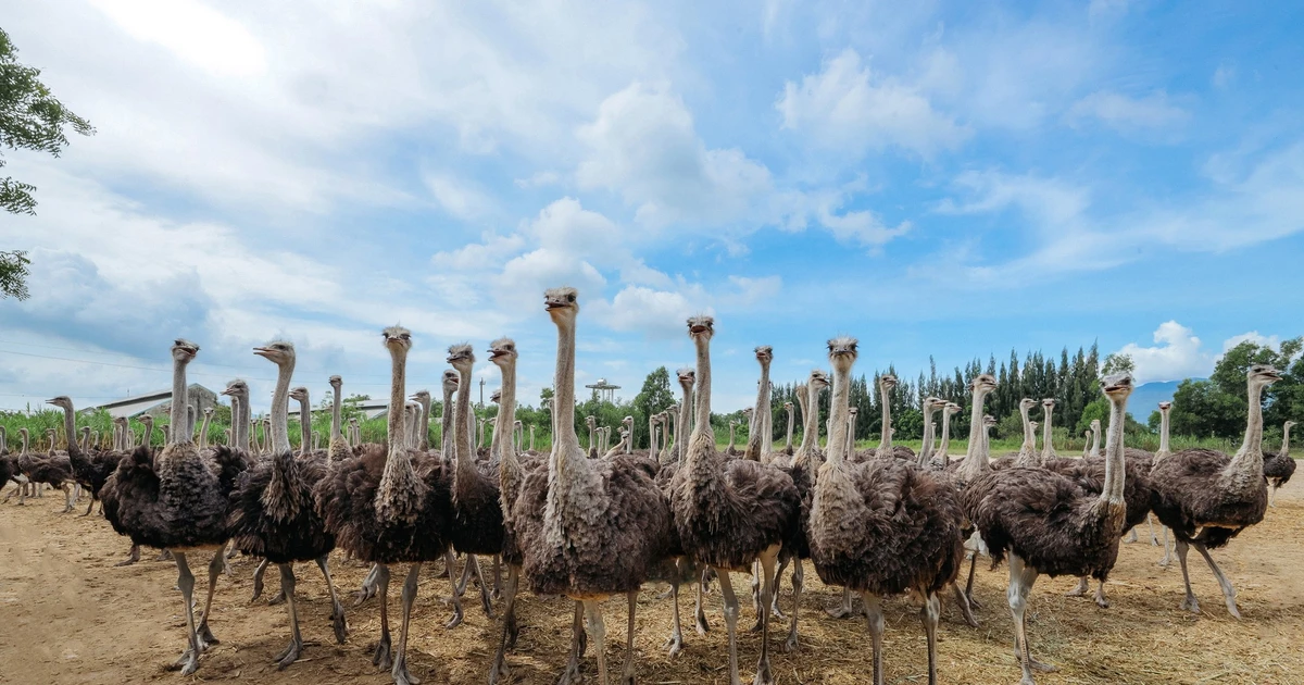 Thịt đà điểu VietOstrich – Lựa chọn mới cho bữa ăn gia đình Việt