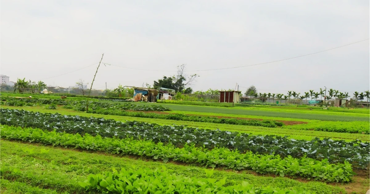 Làng rau La Hường hồi sinh trước Tết