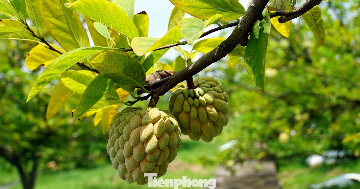 Mất mùa na đặc sản, nông dân Hải Phòng thất thu tiền tỷ