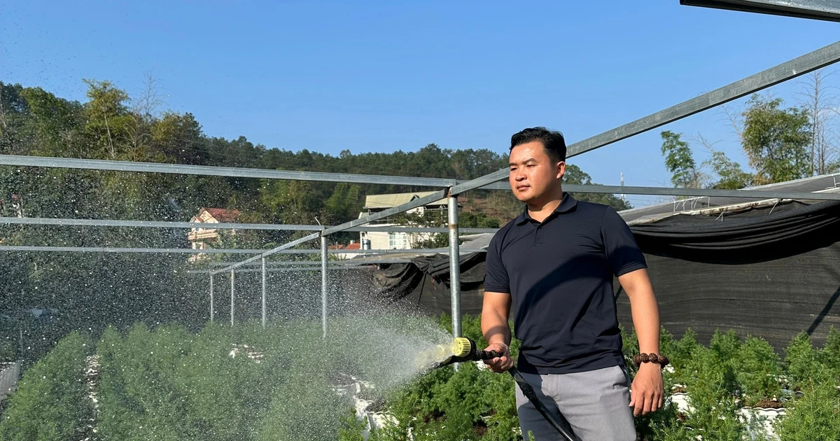 Chàng thanh niên phát triển loài cây bản địa, mở lối làm giàu trên quê hương