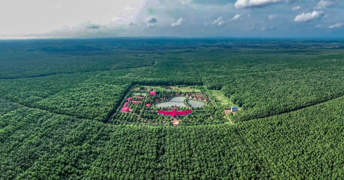 Cao su Chư Sê - Kampong Thom và cuộc chuyển mình mạnh mẽ