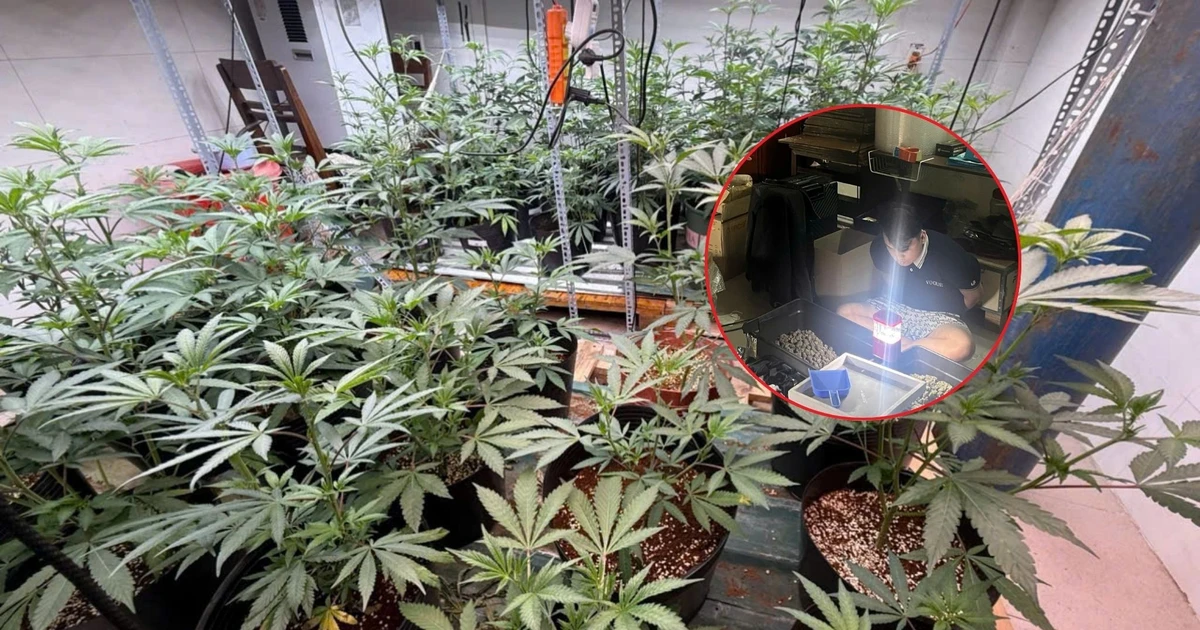 Phát hiện 'vườn' cần sa ngay trong lòng thành phố Đà Nẵng