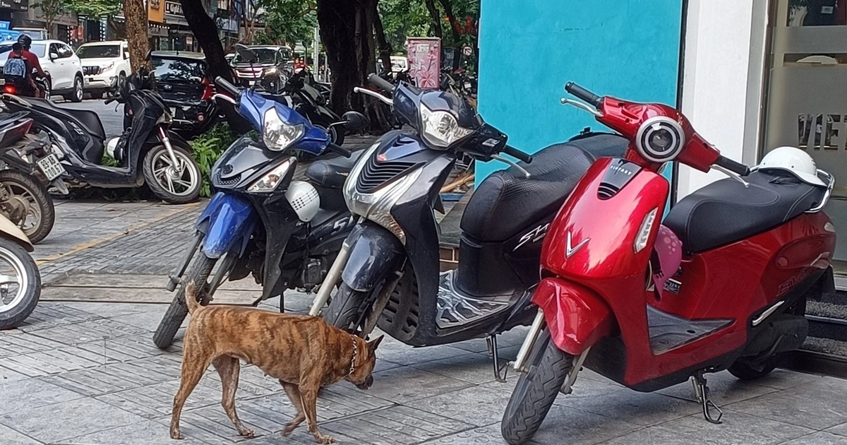 Phạt đến 2 triệu đồng, chó thả rông vẫn 'nhông nhông' ngoài đường và công viên