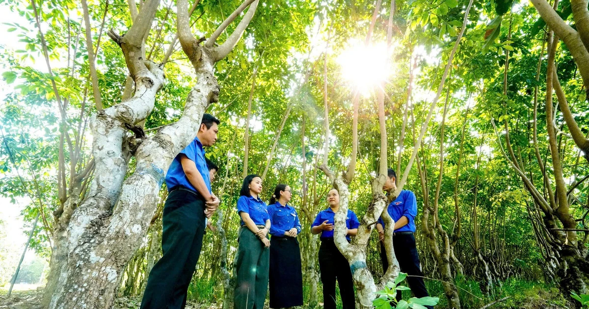 Tận thấy 'kho báu' hơn 3.800 gen cao su hiếm giữa lòng Đông Nam Bộ