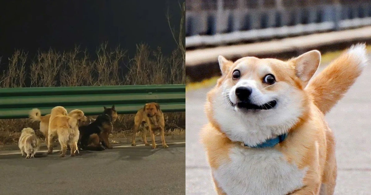 7 chú chó đi 17km: Corgi 2 lần thoát thân giúp giải cứu "đồng bọn"