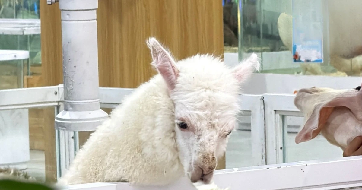 Netizen nói gì sau bài đăng cảnh báo về vườn thú mini tại trung tâm thương mại?