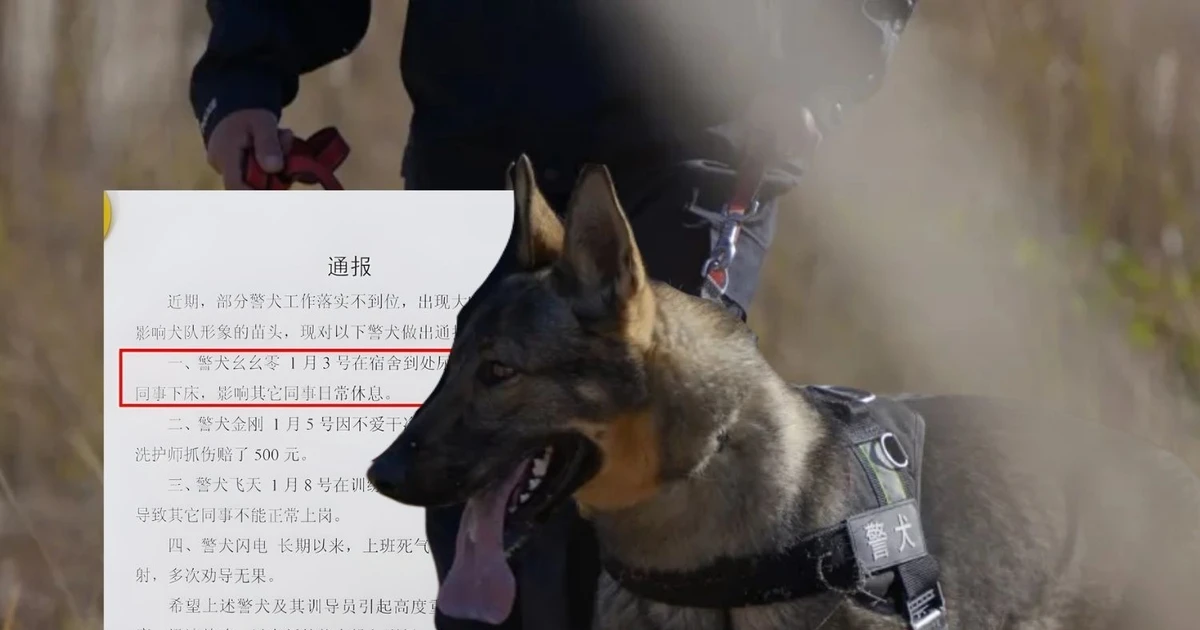 Cười ngả nghiêng với "bộ tứ báo thủ" cảnh khuyển: Lộ diện "cậu ấm" siêu quậy