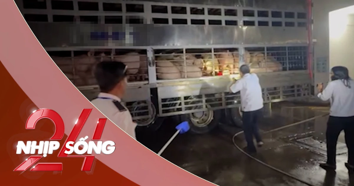 NHỊP SỐNG 24: Xử lý 2 xe tải chở hơn 200 con heo dương tính với Salbutamol vào TPHCM
