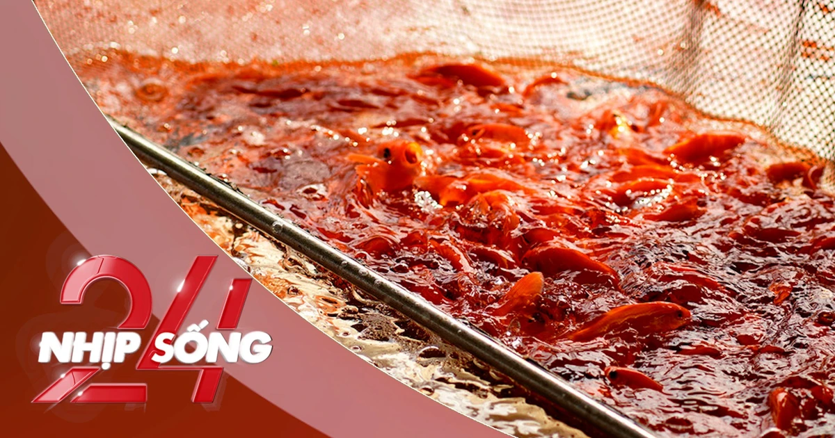 NHỊP SỐNG 24: Cá chép đỏ vào mùa cao điểm, được dưỡng oxy trước hành trình hàng trăm km