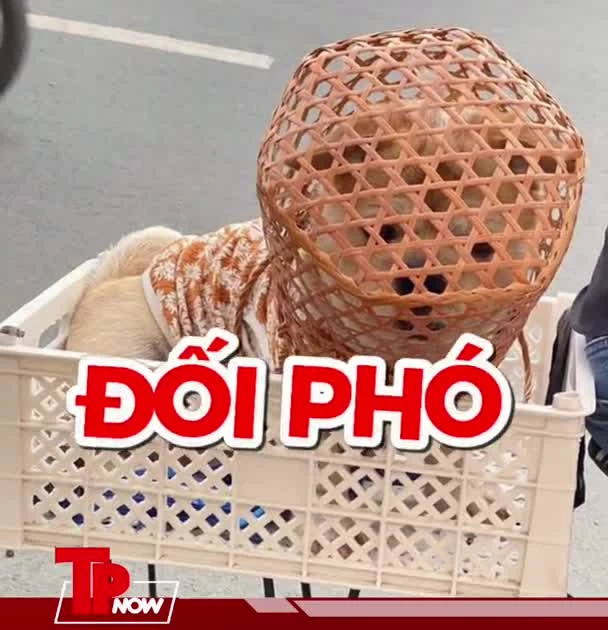 TP NOW: Muôn kiểu rọ mõm thú cưng đối phó phạt tăng nặng