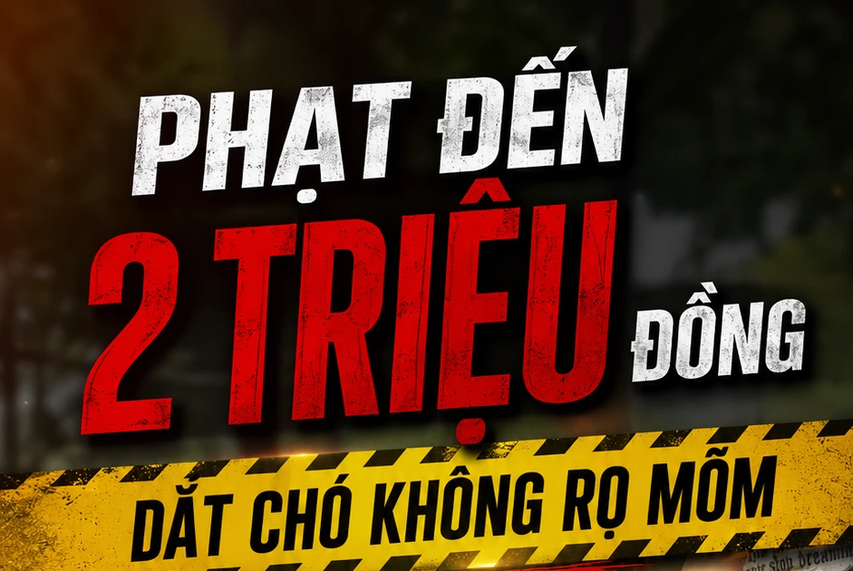 TP NOW: Từ hôm nay, dắt chó không đeo rọ mõm ra đường sẽ bị phạt 2 triệu đồng