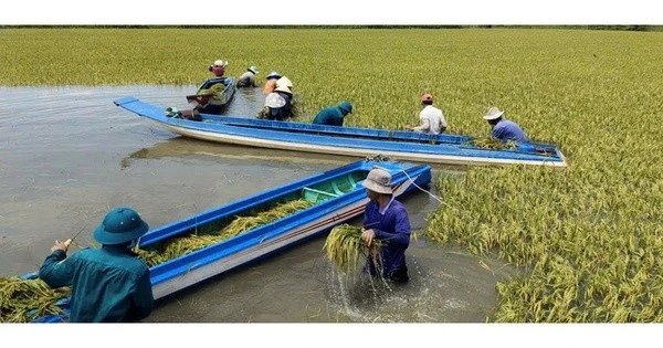 Nước lũ dâng cao, Tây Ninh khẩn cấp hỗ trợ người dân bảo vệ mùa màng