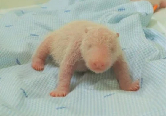 Gấu trúc đầu tiên ra đời ở Indonesia