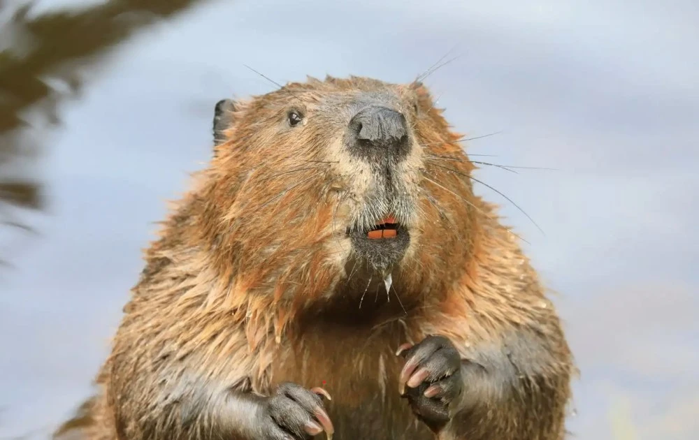 Con người thua hải ly về mức độ chung thủy