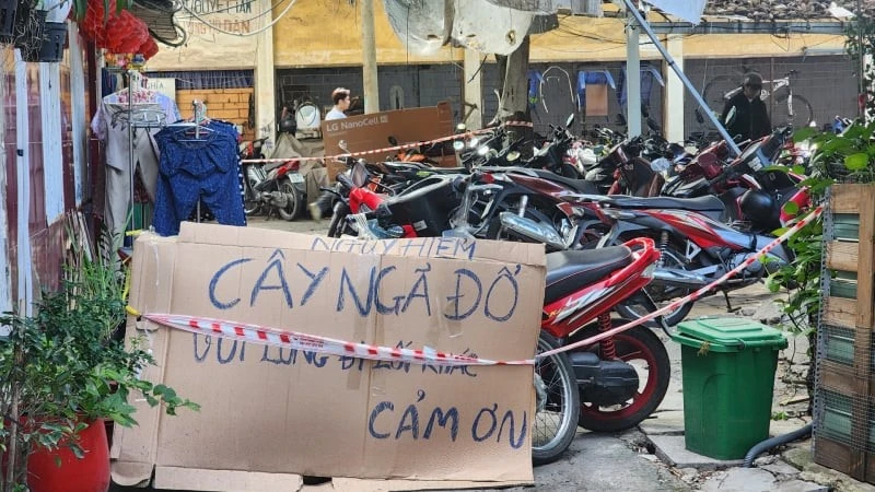 Cây cao 20m bật gốc sau giông lốc, uy hiếp hàng chục hộ dân Thanh Đa