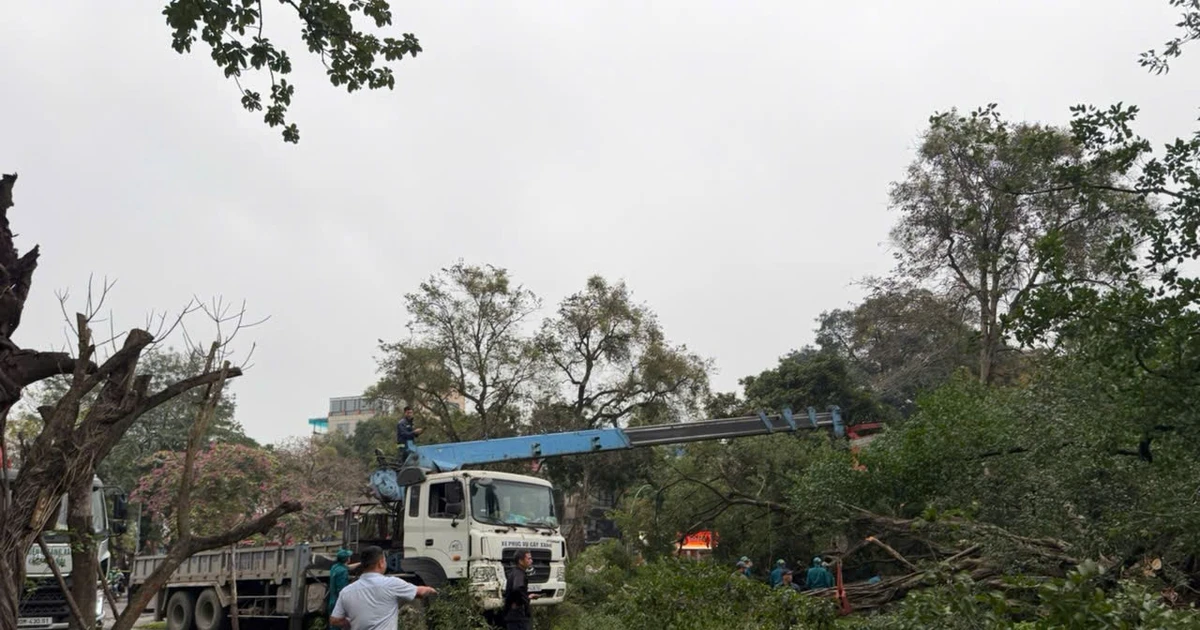 Khắc phục sự cố cây si gãy đổ khiến hai người bị thương tại vườn hoa sát hồ Tây