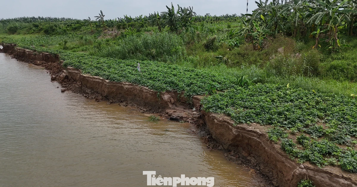 Viện kiểm sát vào cuộc vụ hút cát gây sạt lở đất trồng hoa màu ở Hưng Yên
