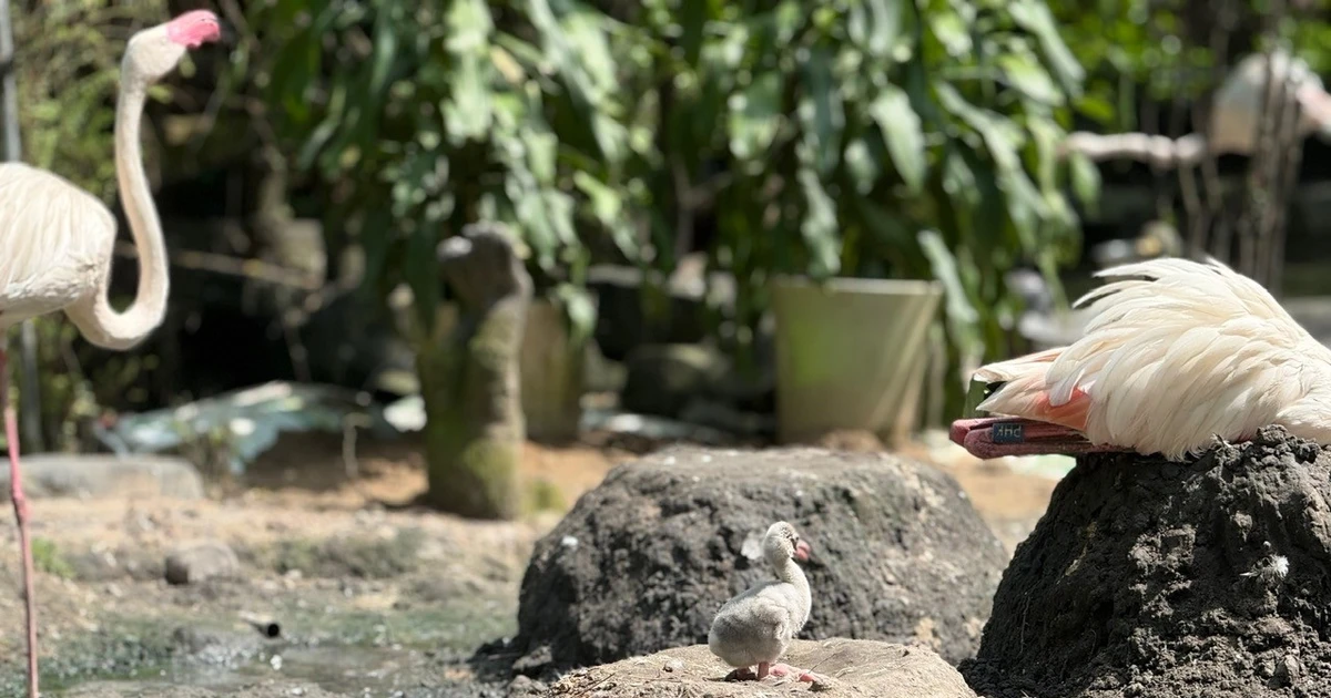 Những 'bé' thú quý hiếm chào đời ở Thảo Cầm Viên Sài Gòn