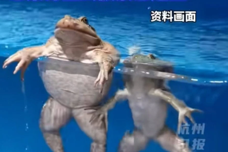 Tin bài thuốc truyền miệng, cụ bà ăn sống 8 con cóc để trị đau lưng