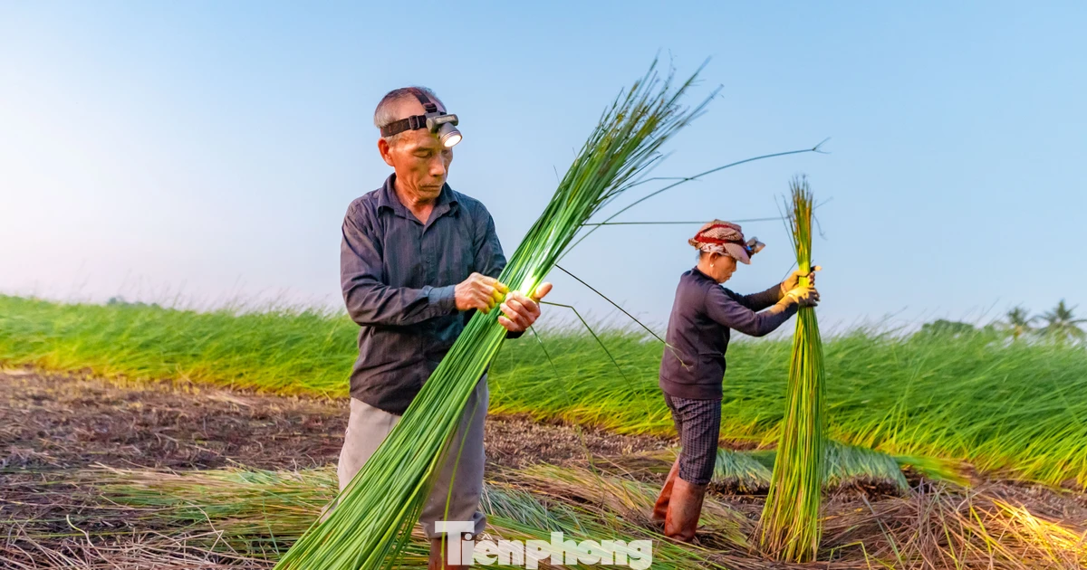 Theo chân người dân ra đồng từ mờ sáng vào vụ thu hoạch cói