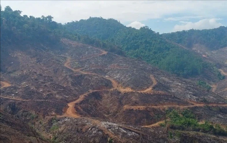 Kiểm lâm khởi tố vụ xâm hại gần 98ha rừng ở Gia Lai