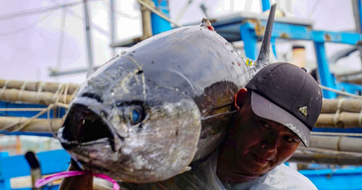 Chuyến biển mở hàng năm mới, tàu câu cá ngừ đại dương của ngư dân Gia Lai cập bến đầy khoang