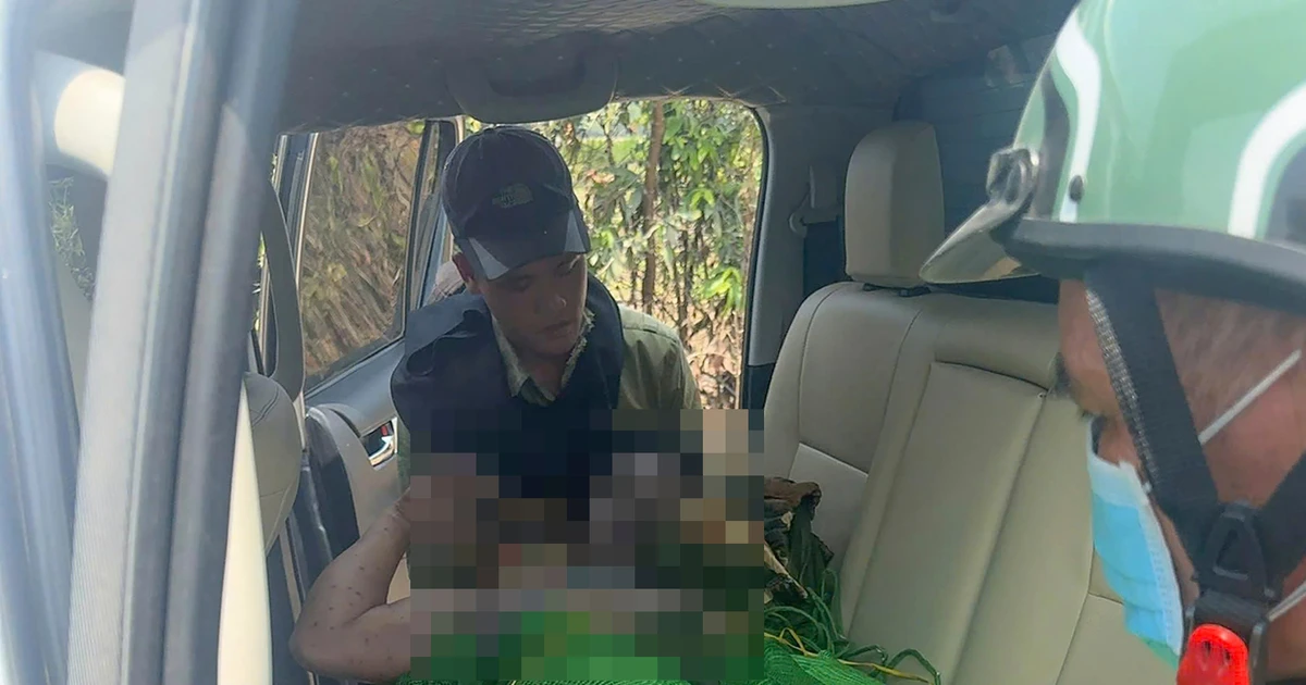 Bị ong tấn công khi đi kiểm tra rừng ở Gia Lai, 1 người tử vong