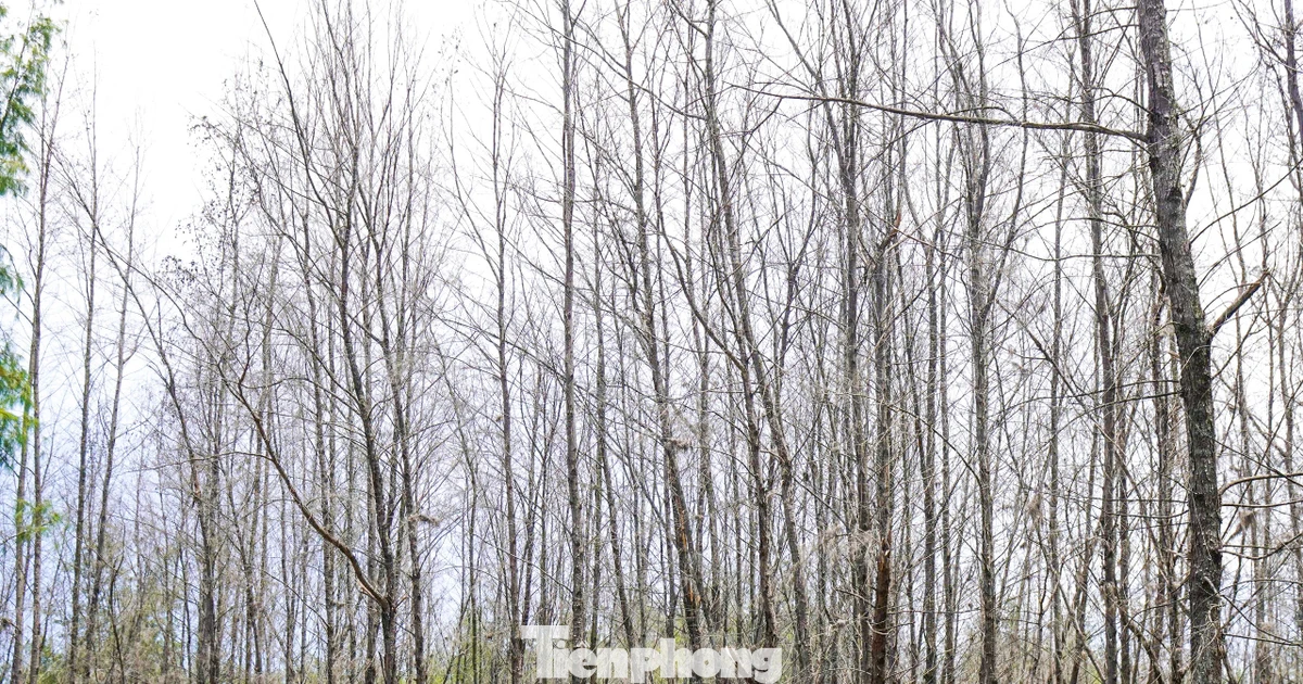 'Lá chắn xanh' bên tuyến đường biển ở Gia Lai đang chết khô