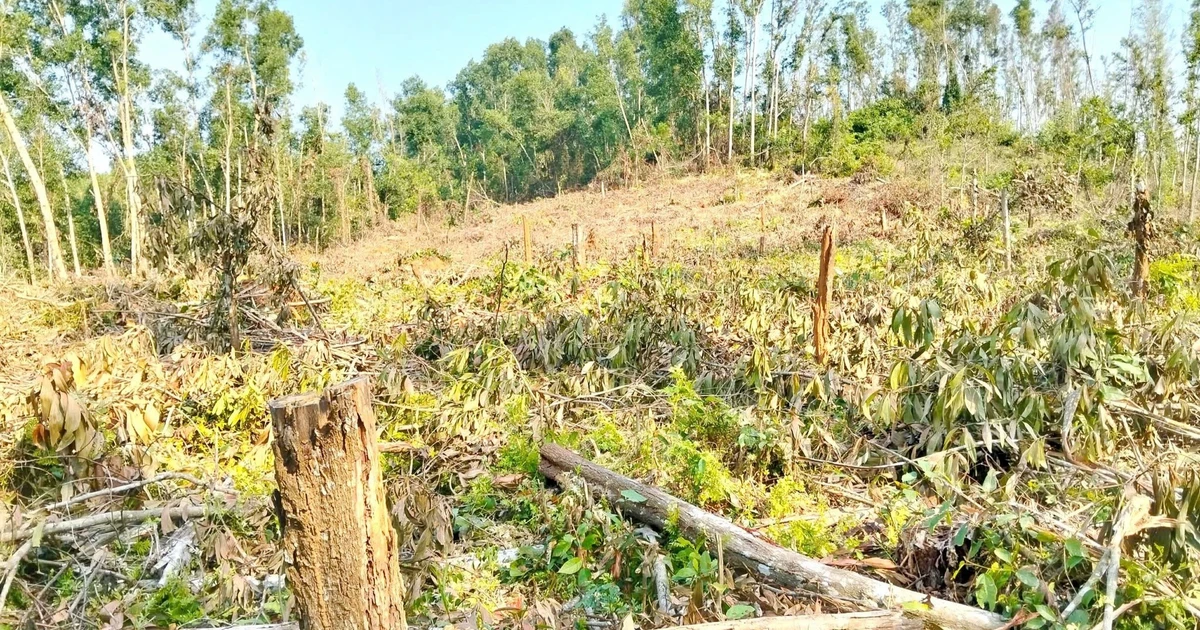 Xác minh nguyên Giám đốc Ban Quản lý rừng phòng hộ tự ý khai thác rừng trái phép