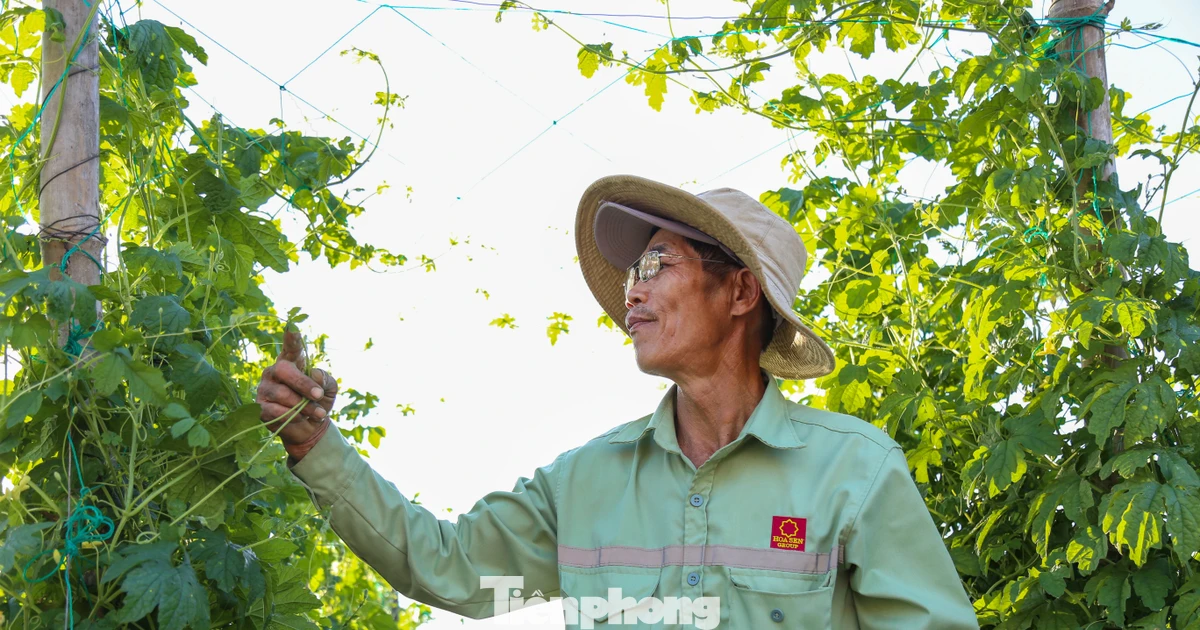 Vựa rau ở Gia Lai hồi sinh đón Tết