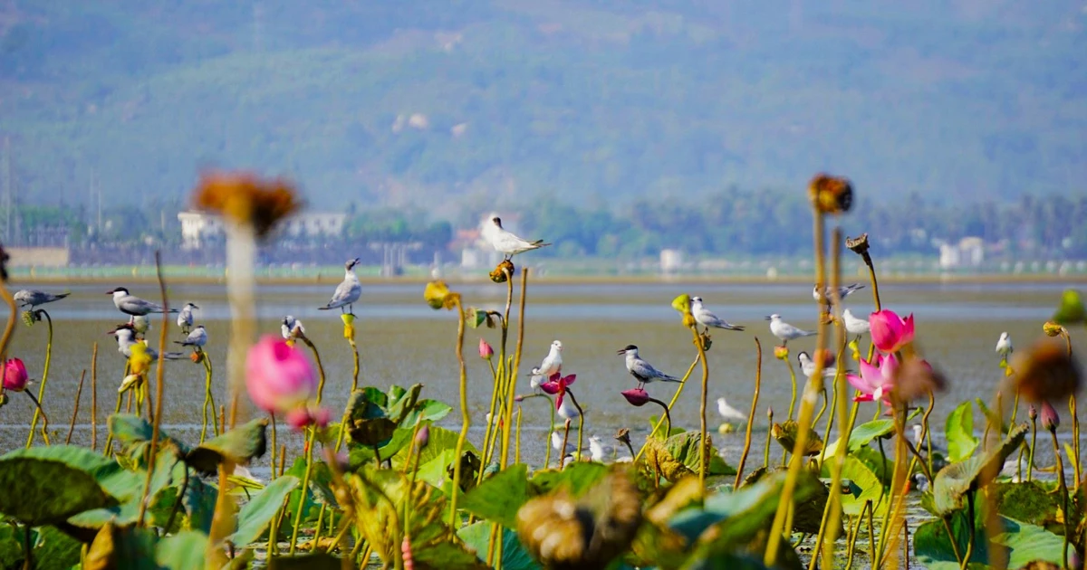 Bức tranh mới cho đầm Trà Ổ sau quy hoạch