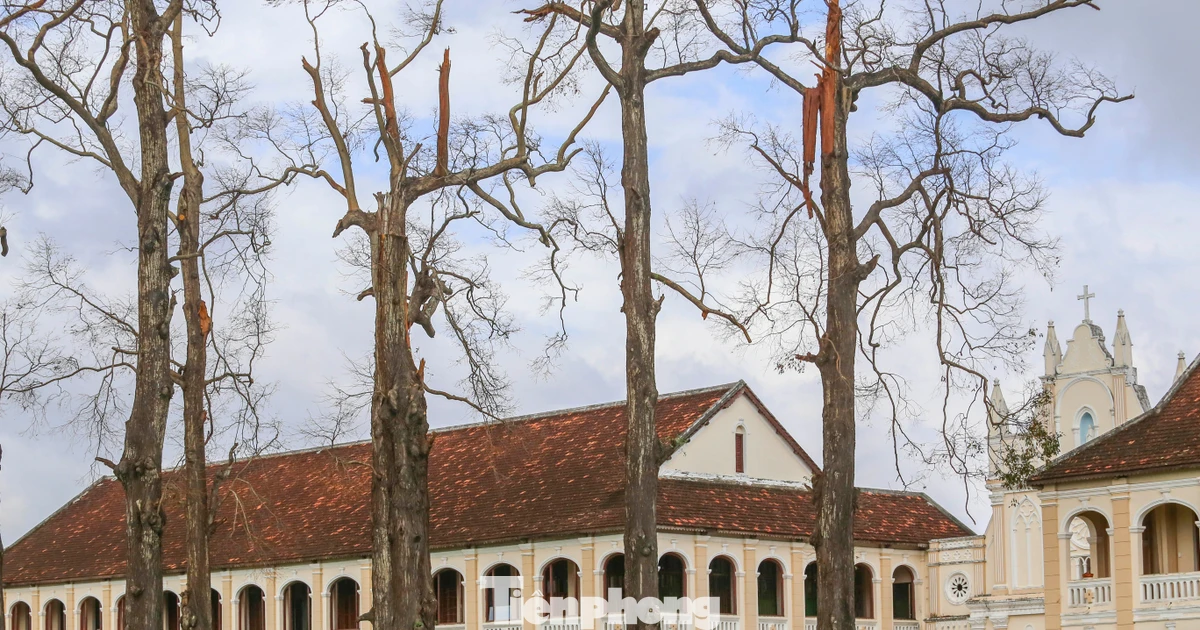 Hàng cây sao trăm năm tuổi xơ xác, bị gió bão quật ngã