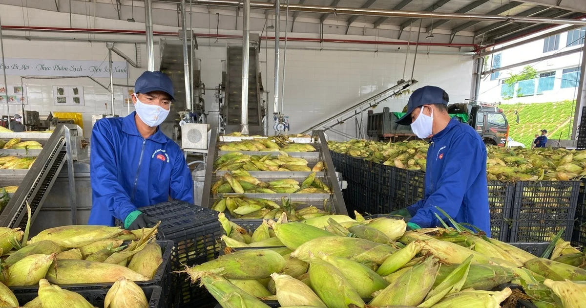 Rau quả Việt ảnh hưởng ra sao khi Mỹ áp thuế 20%?