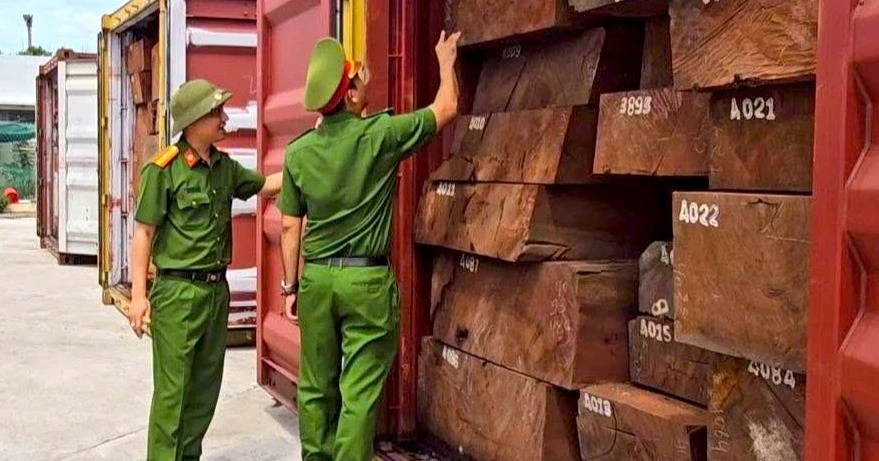 Cú đột kích lịch sử: Bắt giữ hơn 1,1 tấn ngà voi giấu tinh vi trong container chở gỗ