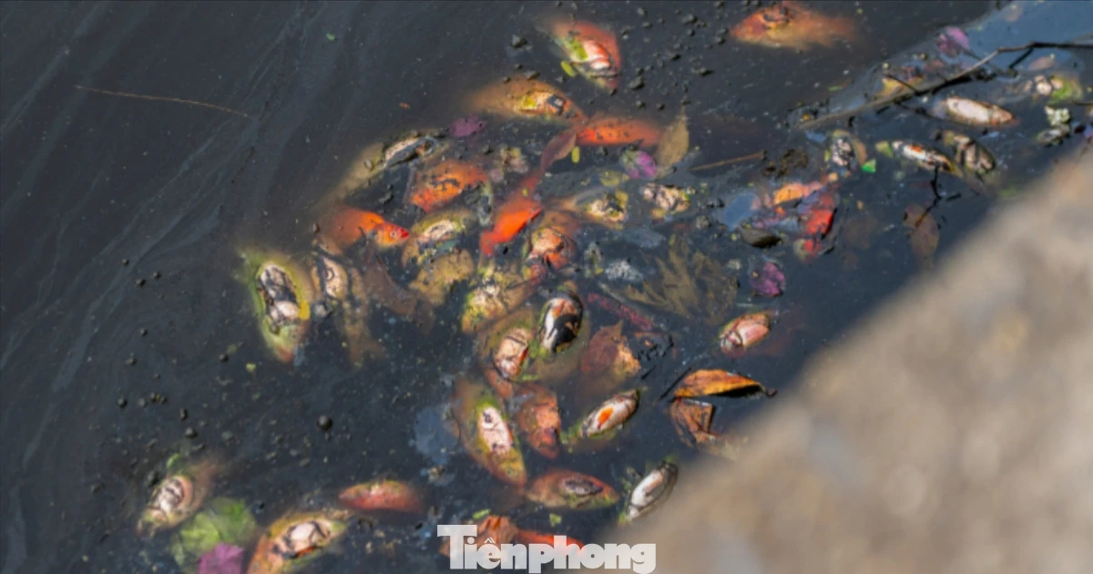 Hầu hết cá chép chết ngửa bụng sau 15 phút thả xuống hồ